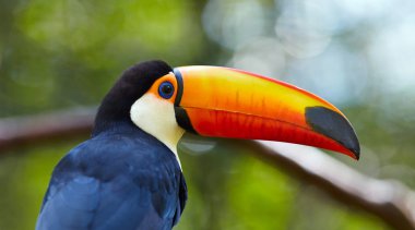 Toucan dalı Brezilya tropikal orman