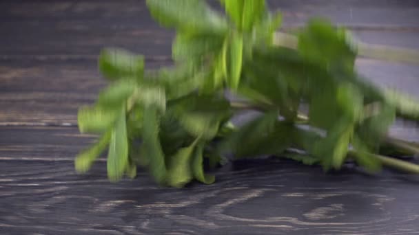 Menta fresca cayendo sobre fondo de madera oscura — Vídeo de stock