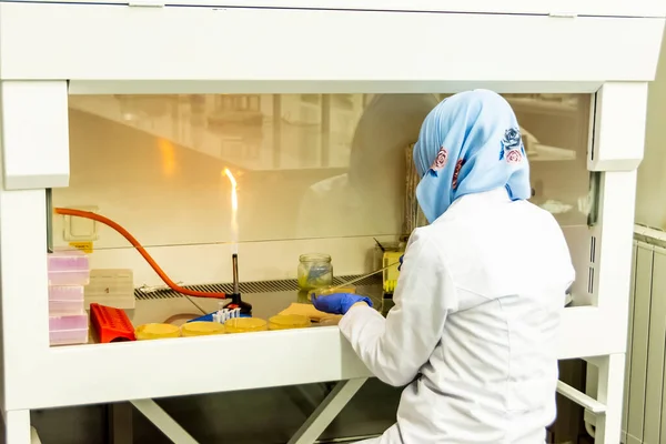 Vrouwelijke moslim wetenschapper werkzaam onder de laminaire afzuigkap of kabinet in modern laboratorium Stockfoto