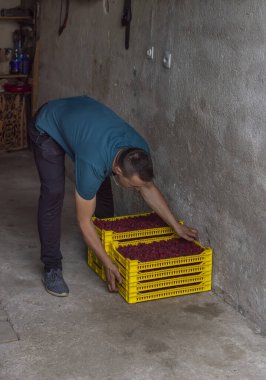 Garajda ahududu dolu kasalar taşıyan yakışıklı bir işçi.