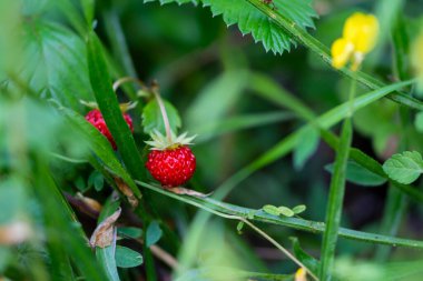 Çayırda yetişen yabani çilekler. Yakın plan.