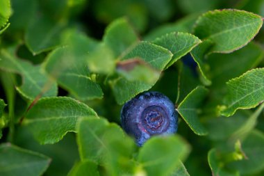 Vahşi olgun yaban mersini çalılarının arasında