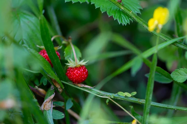 Wild strawberry growing on the meadow close up — Stock Photo, Image