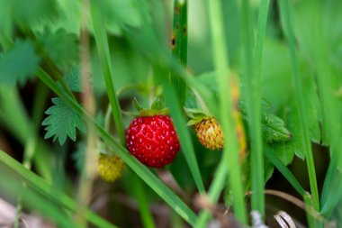 Çayırda yetişen yabani çilekler. Yakın plan.