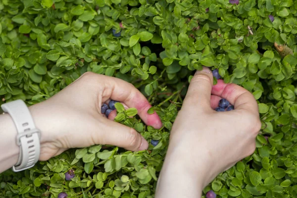 Dişi eller dağda yaban mersini topluyor. Yaz mevsimi yabani organik yaban mersini toplama, tarım konsepti ve yakın çekim zamanı.