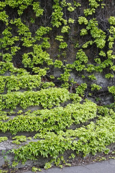 Escadas de marfim — Fotografia de Stock