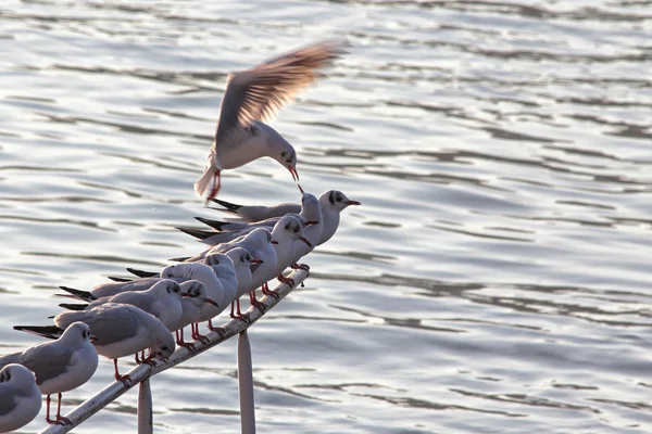 Gulls — Stock Photo, Image