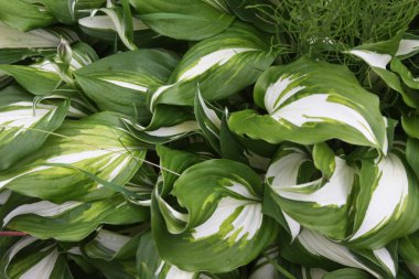 Doğadaki yaprakların soyut görüntüsü