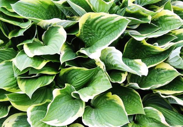 Abstract image of leaves in nature — Stock Photo, Image