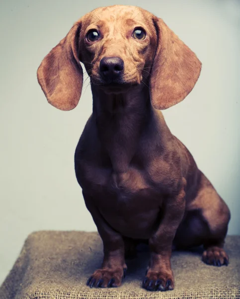 Golden puppy rate. Studio shot. — Stock Photo, Image