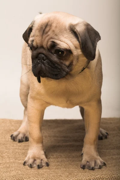 Puppy pug. Studio shot. — Stock Photo, Image