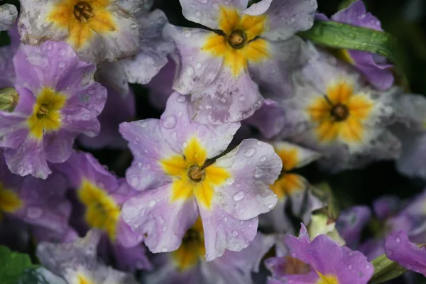 Flowers in the garden spring day — Stock Photo, Image