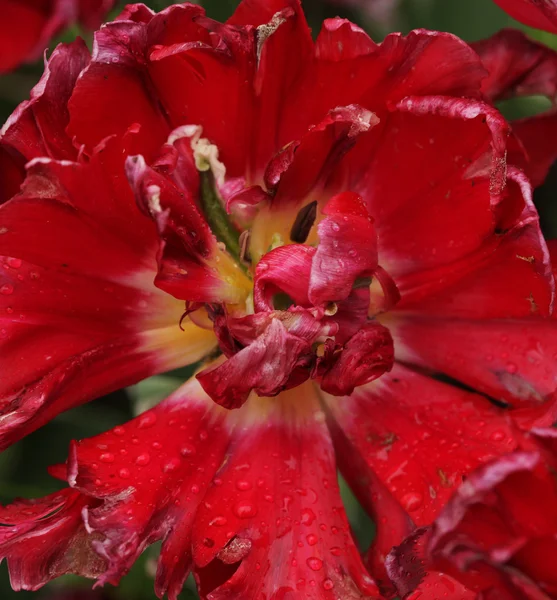 Hermosas peonías rojas en el jardín —  Fotos de Stock