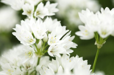 Bahçedeki çiçekler