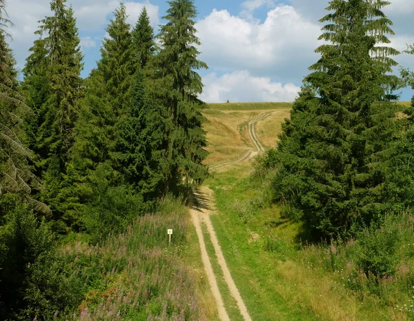 Beaux pins verts sur les montagnes des Carpates — Photo