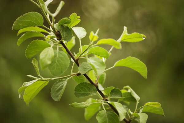 fresh and green leaves