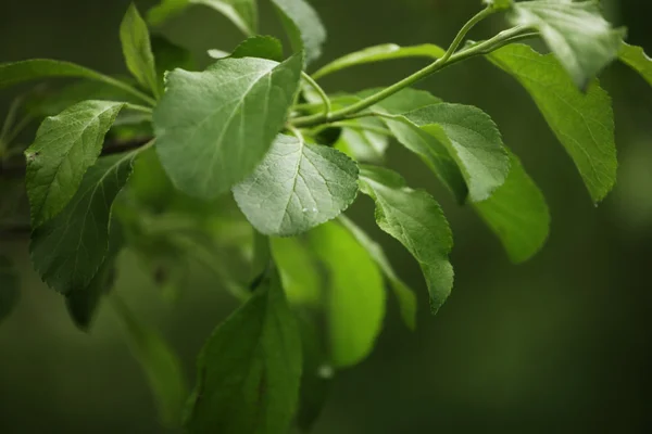 Свіже і зелене листя — стокове фото