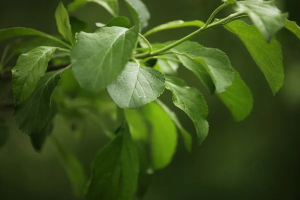 Verse en groene bladeren — Stockfoto