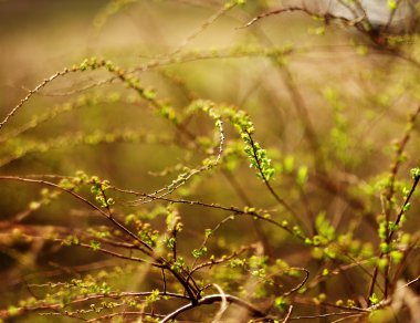 taze ve yeşil yaprak