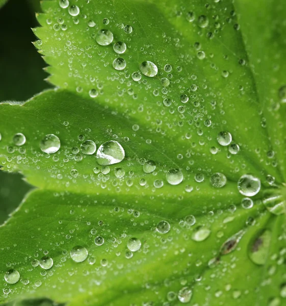 Su damlalı yeşil yaprak