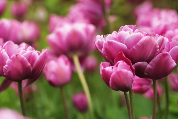 Mooie roze pioen bloemen in volle bloei in de tuin in spr — Stockfoto