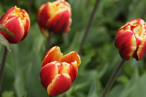 Tulpaner i trädgården — Stockfoto