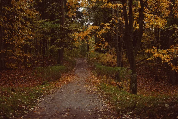 Beau parc d'automne. Arbres et feuilles d'automne. Paysage d'automne. — Photo