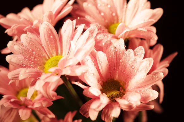 Růžový chrysanthemum květiny — Stock fotografie