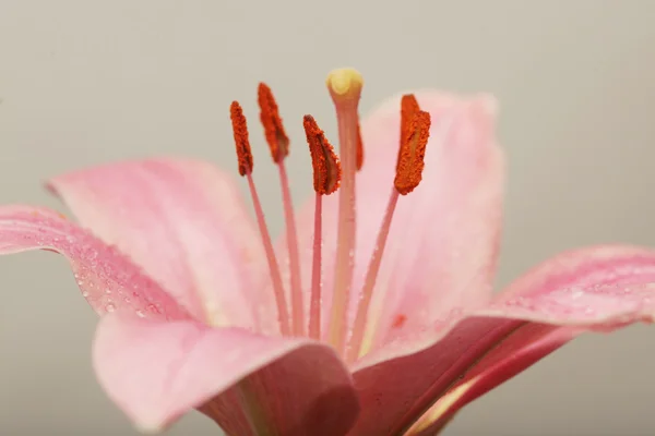 Flower pink lily — Stock Photo, Image