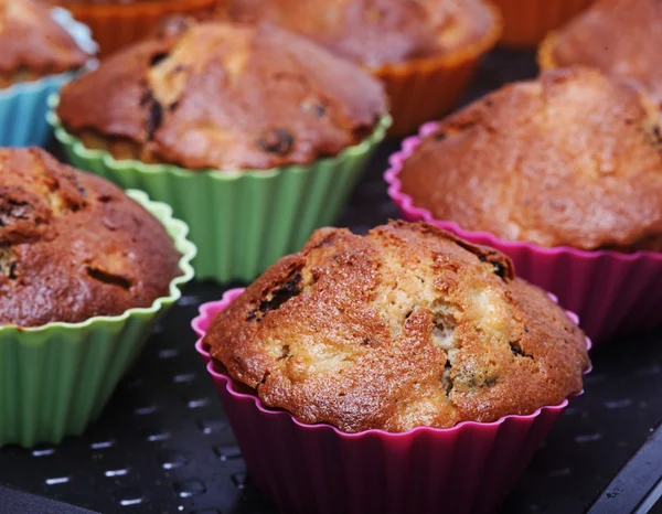 Muffins — Stockfoto