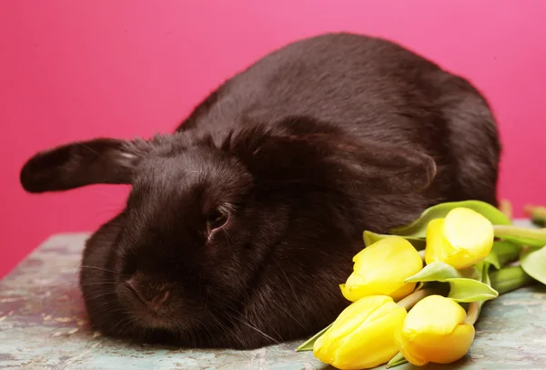 Black rabbit with yellow tulips — Stock Photo, Image