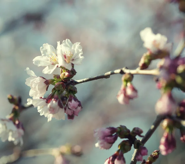 Sakura w wiosennym ogrodzie. — Zdjęcie stockowe