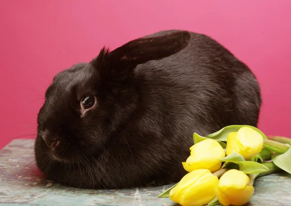 Lapin noir avec tulipes jaunes — Photo