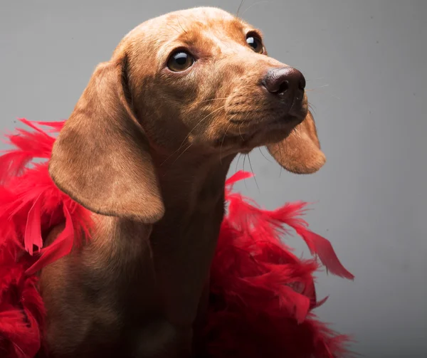 Köpek yavrusu oranı — Stok fotoğraf