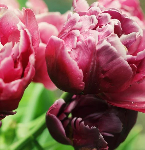 Hermosas peonías rosadas — Foto de Stock