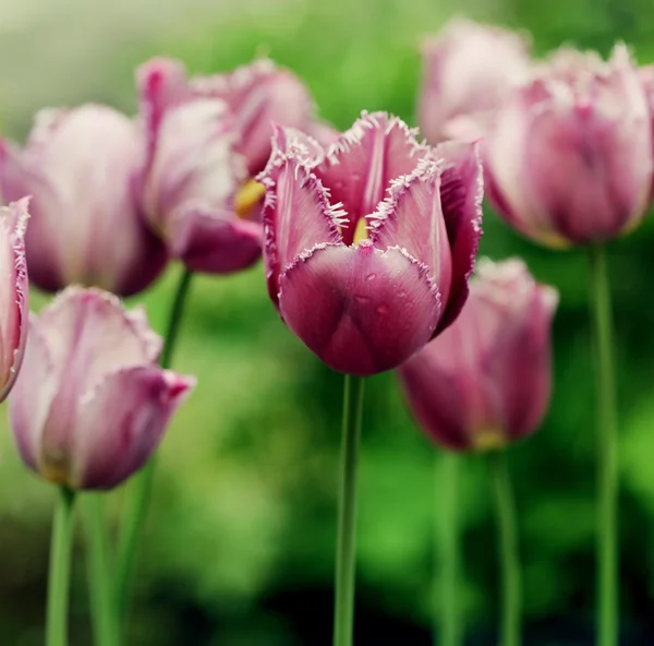 Bahçede pembe laleler — Stok fotoğraf