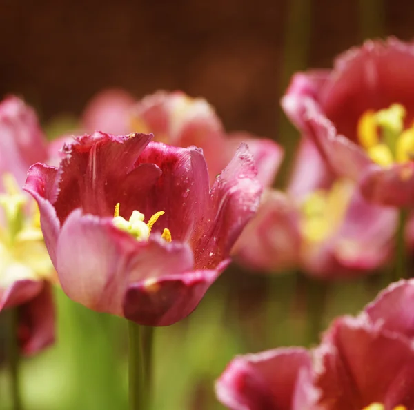 아름다운 분홍색 꽃피는 튤립 — 스톡 사진