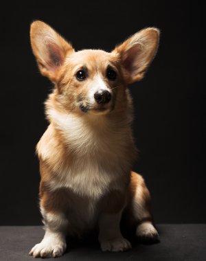 Köpek yavrusu Galce Corgi 