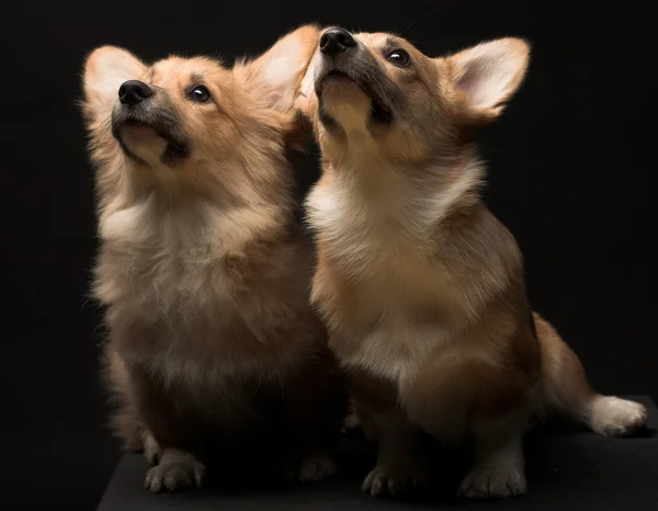 Dos cachorros . — Foto de Stock