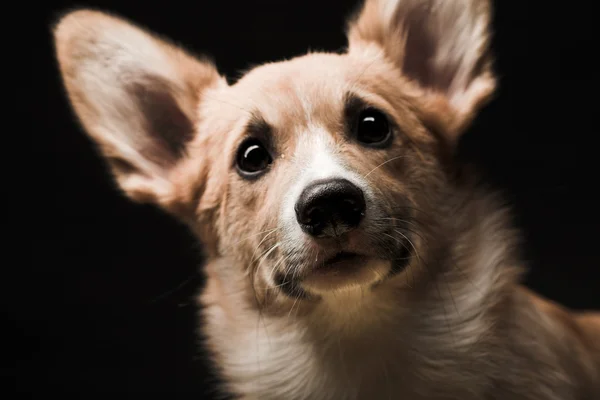 子犬ウェルシュ コーギー — ストック写真