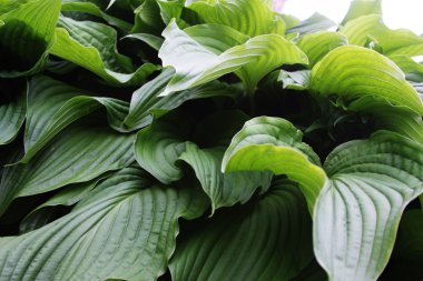 Doğadaki yaprakların soyut görüntüsü