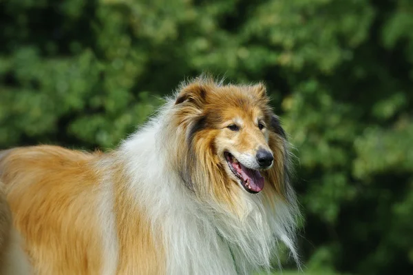 Collie hund porträtt — Stockfoto