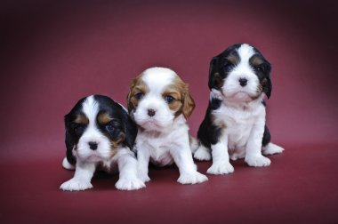 Cavalier King Charles spaniel puppies