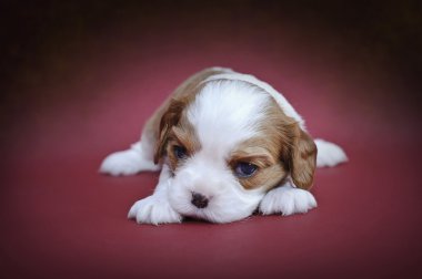 Cavalier king charles spaniel köpek yavrusu