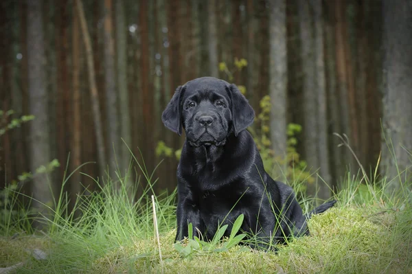 Labrador retriever pup in bos — Stockfoto