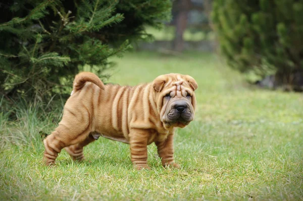 Çin Shar pei köpek yavrusu portre — Stok fotoğraf