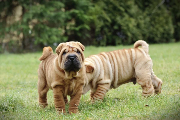 Chinês Shar pei retrato de cachorro — Fotografia de Stock