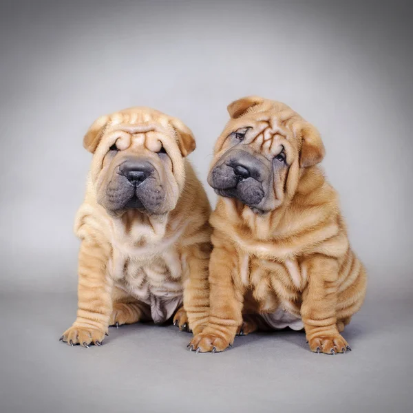 Two Chinese Shar pei puppies portrait — Stock Photo, Image