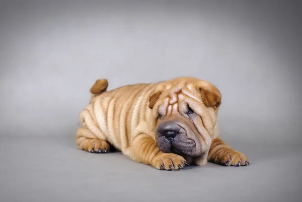 Portrait chinesischer Shar Pei Welpen — Stockfoto