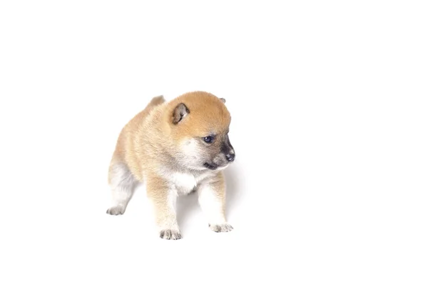 Japonský Shiba inu štěně — Stock fotografie